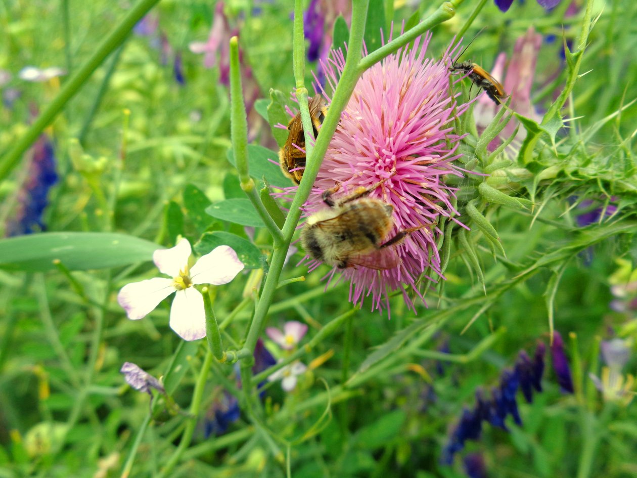 Abeilles - Martina Konitzky