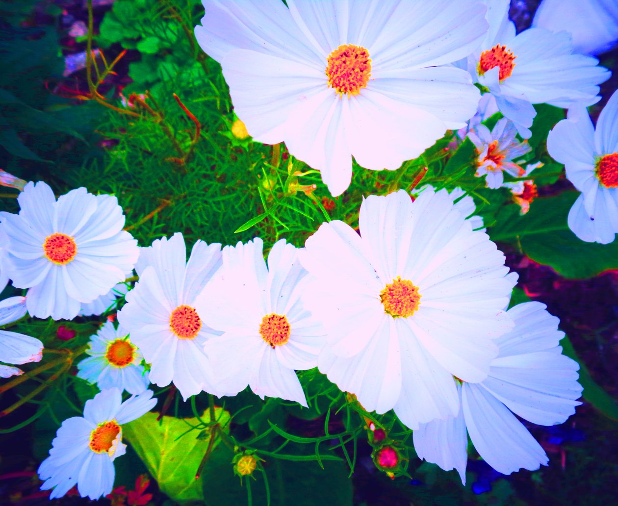 Fleurs - Martina Konitzky