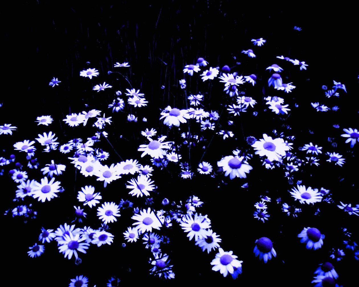 Fleurs au bord du champ - Martina Konitzky