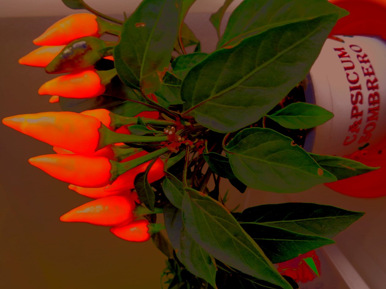 Capsicum - Martina Konitzky