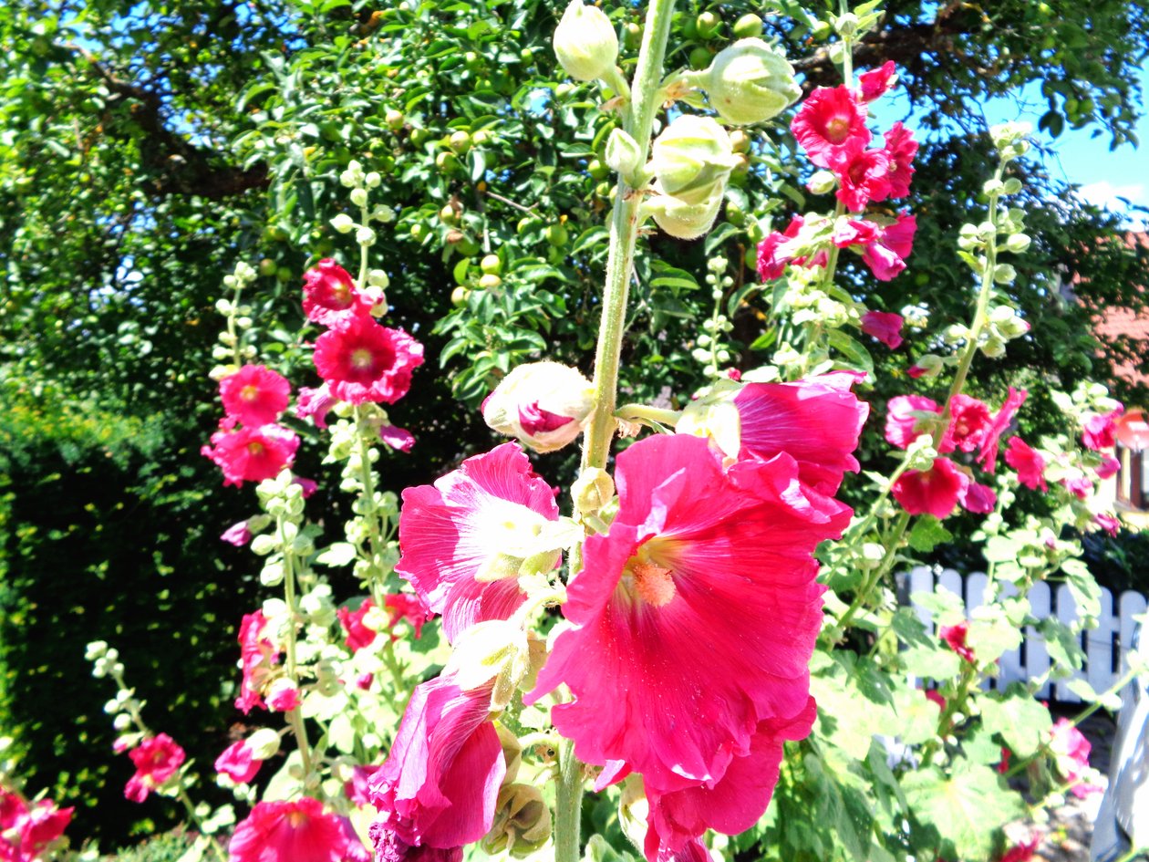 Jardin en été - Martina Konitzky