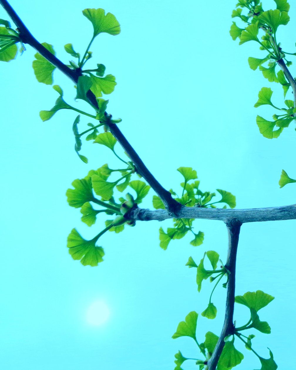 Ginkgo - Martina Konitzky