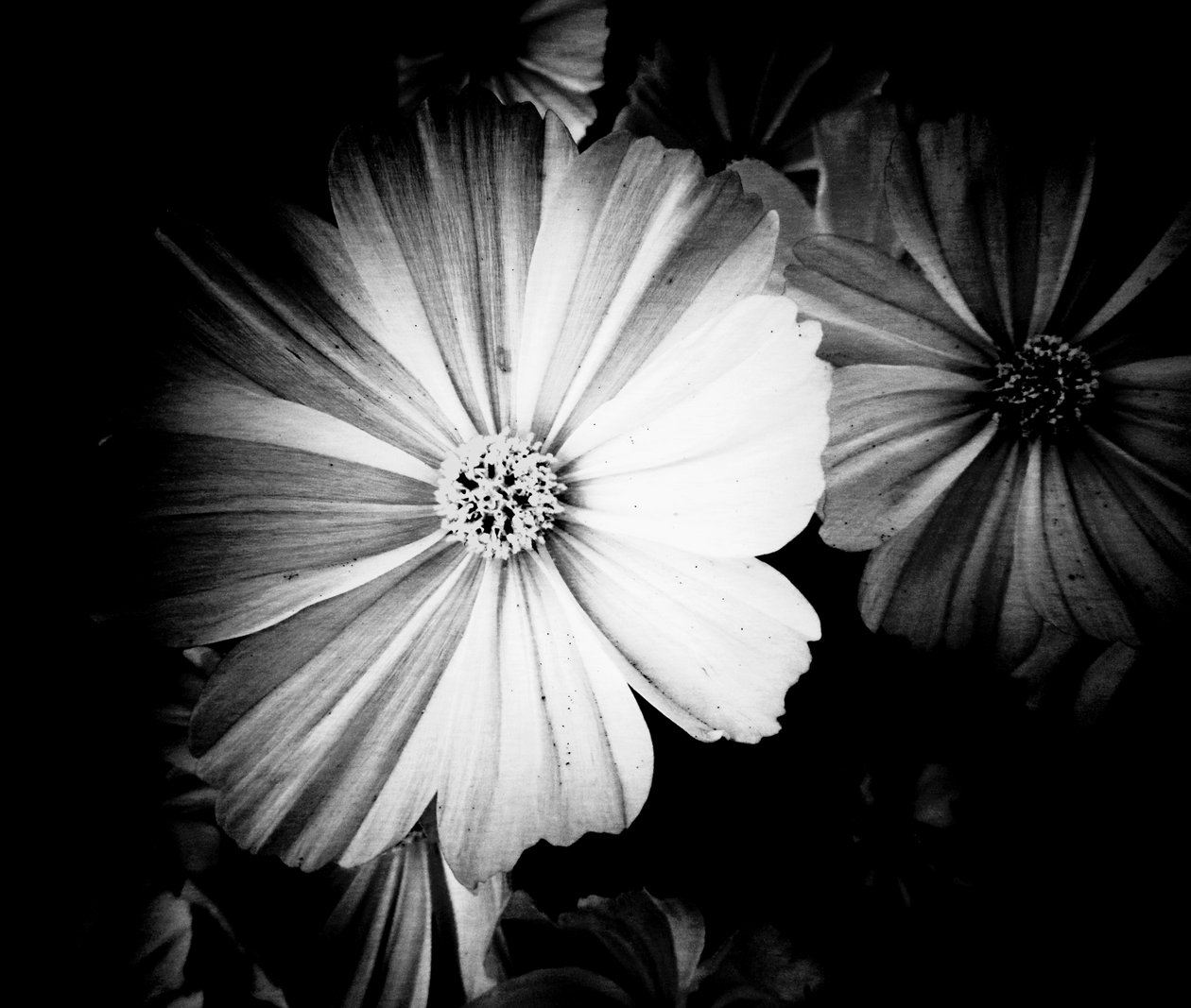 Gris - Martina Konitzky