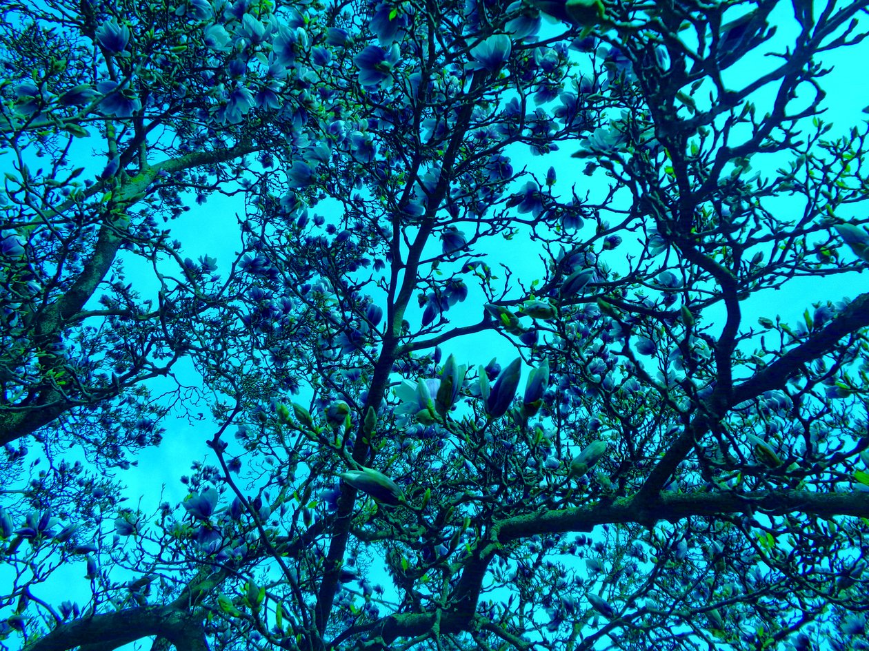 Magnolias bleus - Martina Konitzky