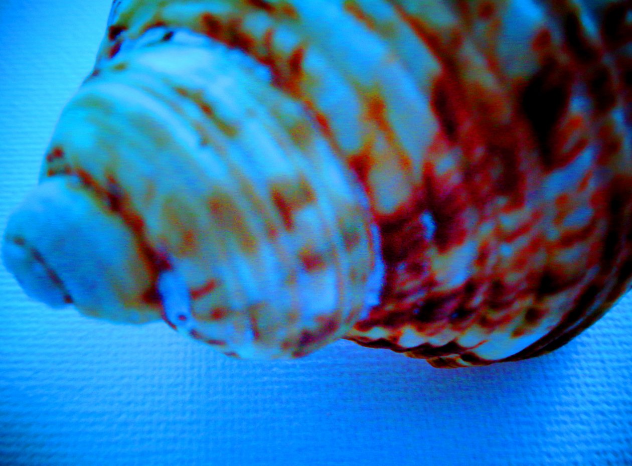 Coquillage - Martina Konitzky