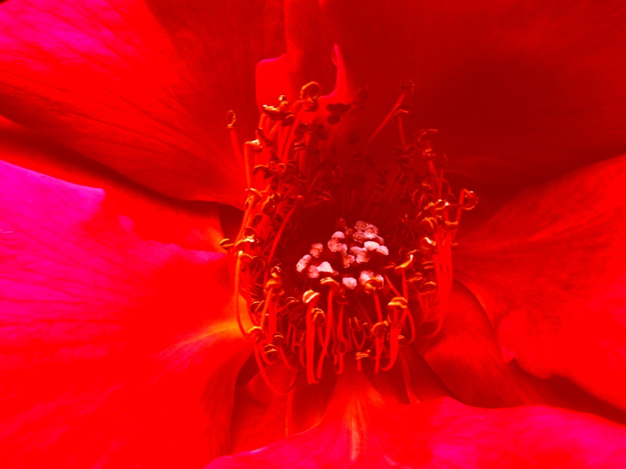 Rose - Martina Konitzky