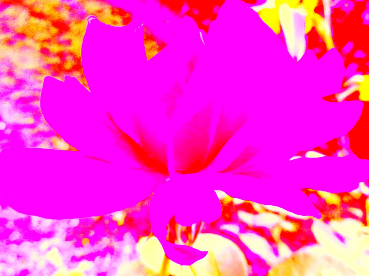 Rose art numérique - Martina Konitzky