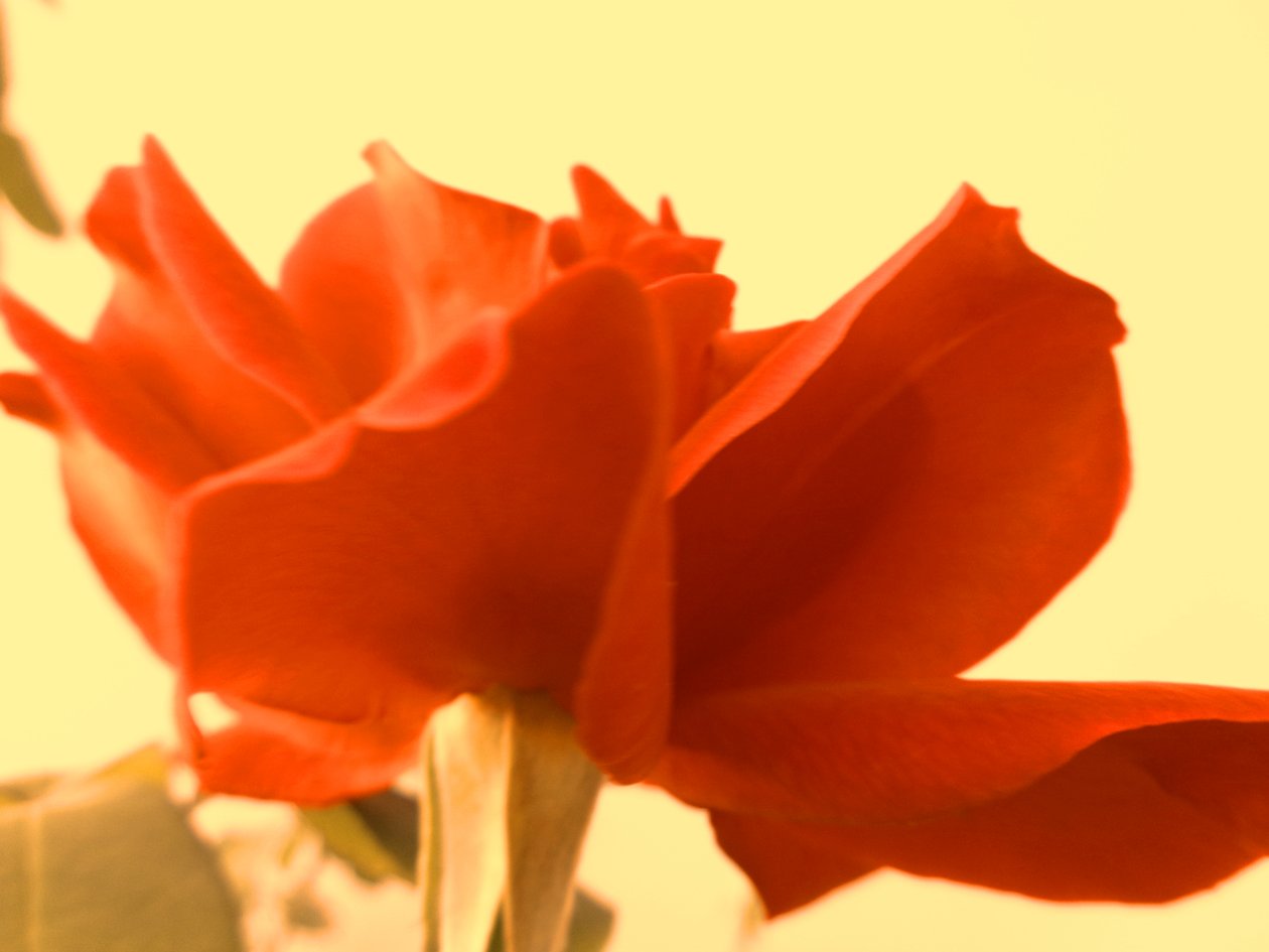 Rose - Martina Konitzky