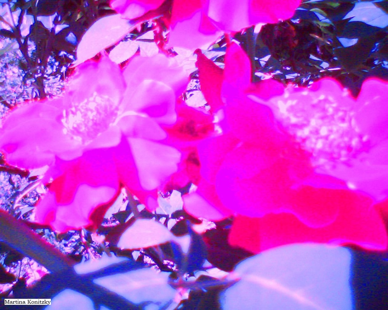 Roses - Martina Konitzky