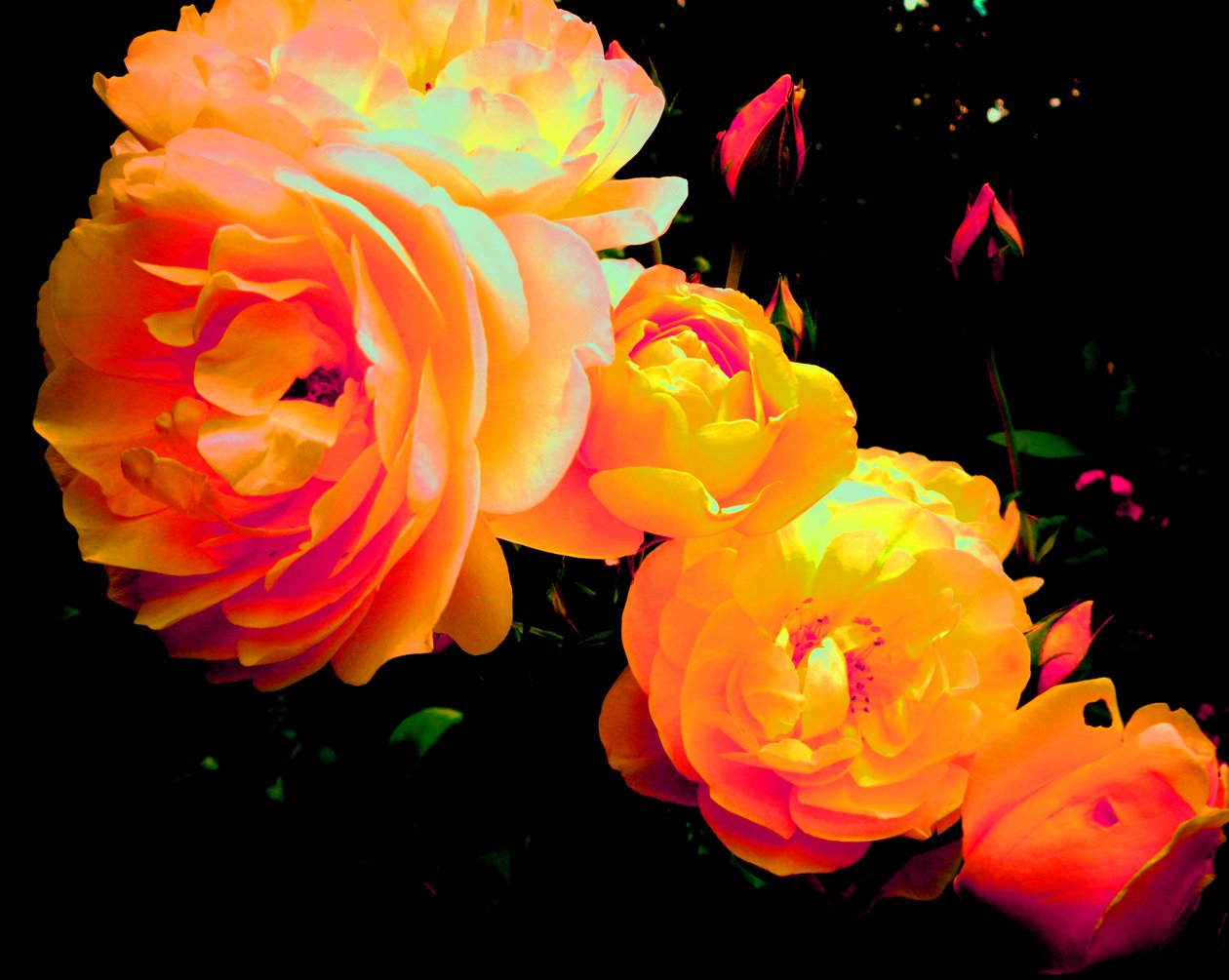 Roses arc-en-ciel - Martina Konitzky