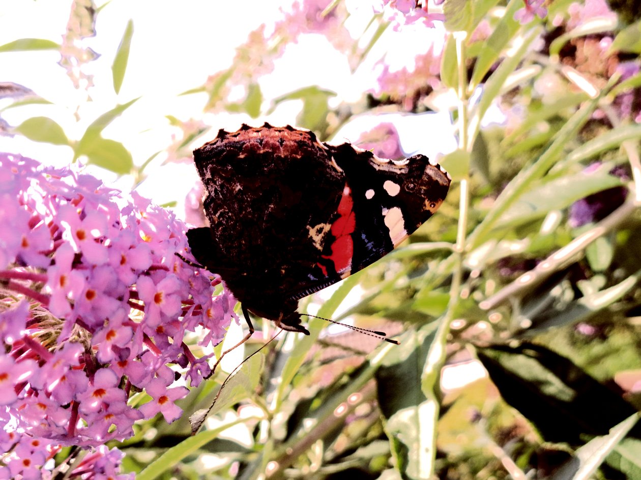 Papillon - Martina Konitzky