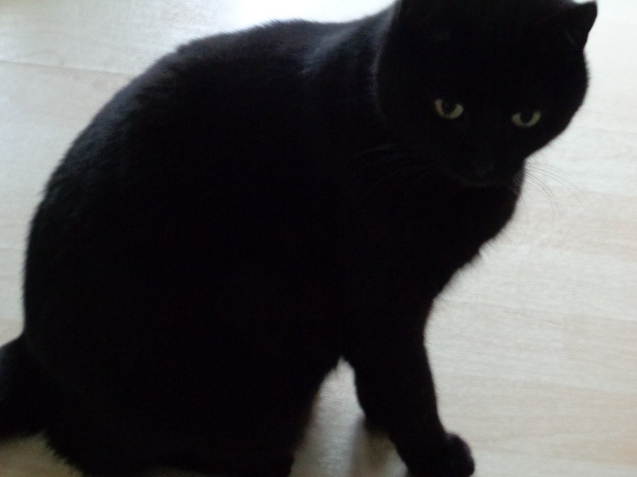 Chat noir - Martina Konitzky