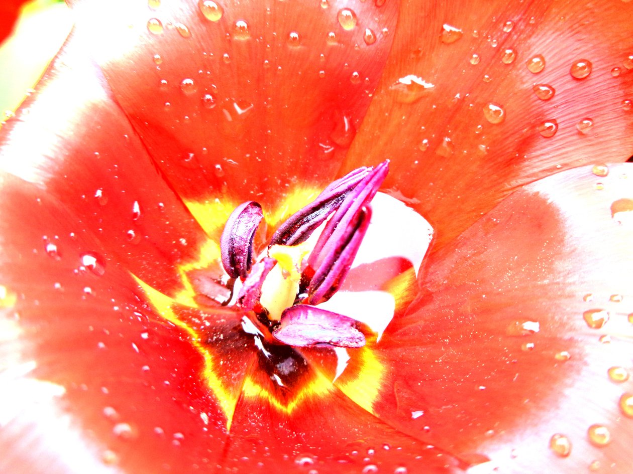 Tulipe - Martina Konitzky