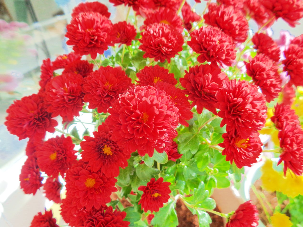 chrysanthemen3 - Martina Konitzky