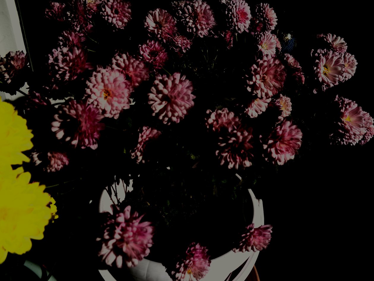 chrysanthemen5 - Martina Konitzky