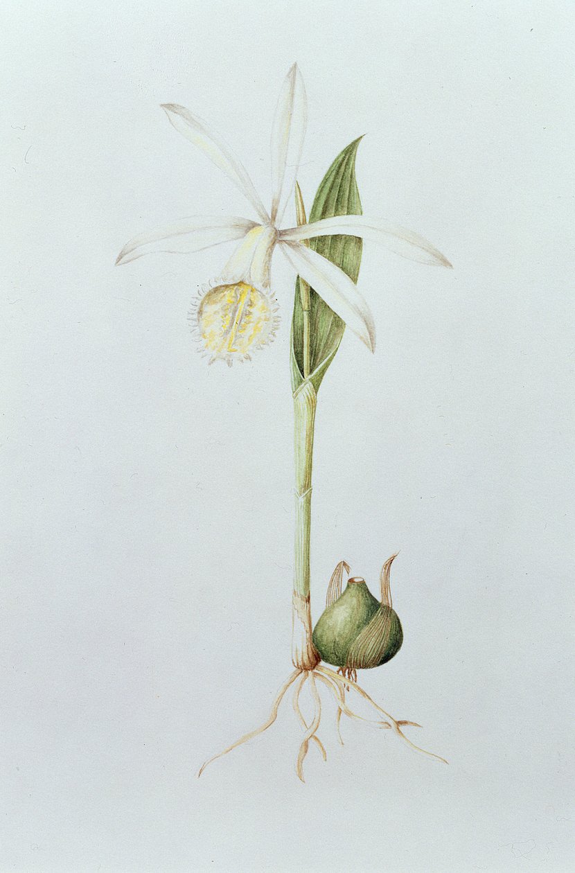 Pleione Formosana Alba - Mary Kenyon Slaney