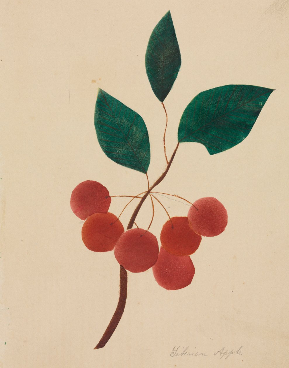 Pomme de Sibérie - Mary Altha Nims