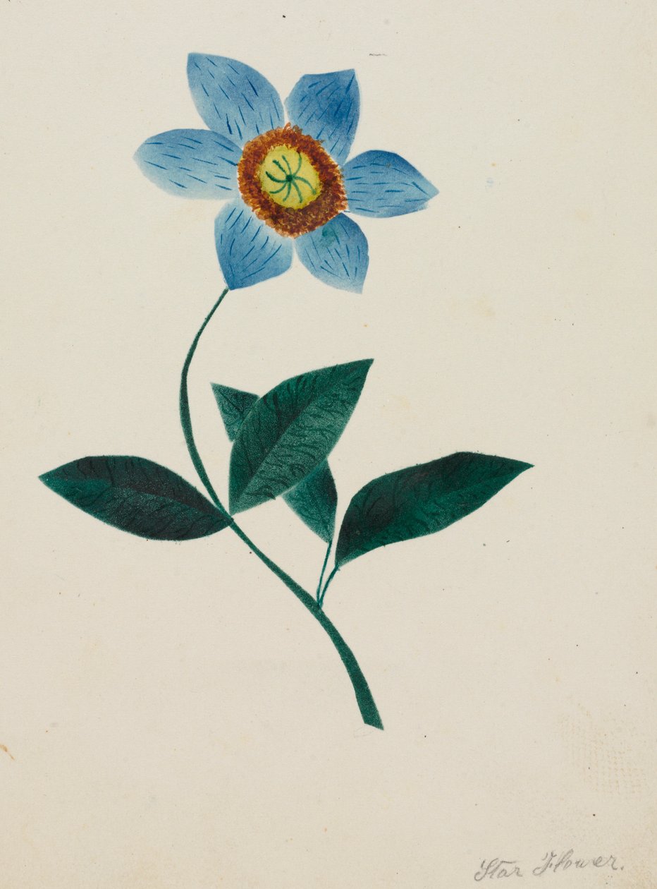 Fleur étoilée - Mary Altha Nims