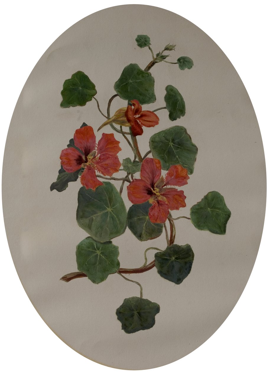 Capucines, vers 1870 - Mary Dakeyne Townroe