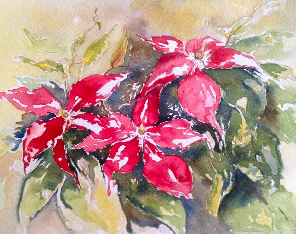 clématite bordeaux - Mary Smith