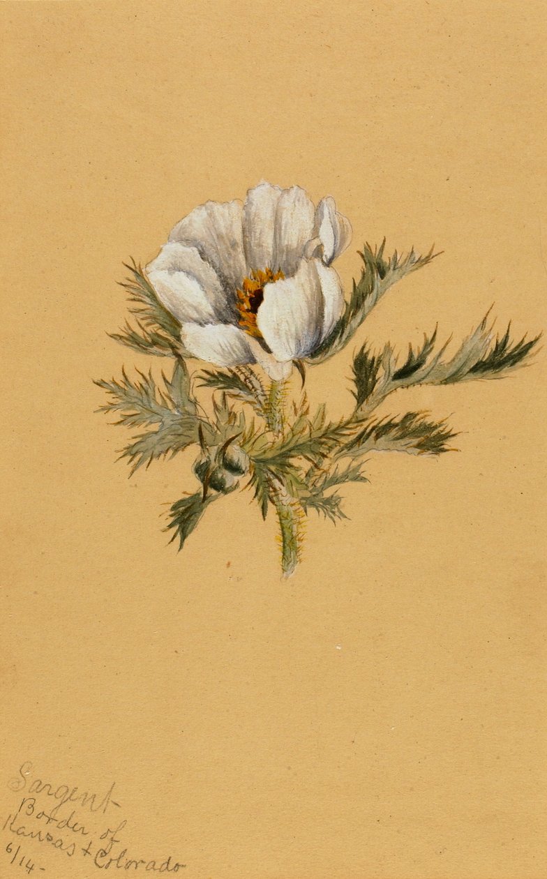 (Sans titre) (Étude de fleur) - Mary Vaux Walcott