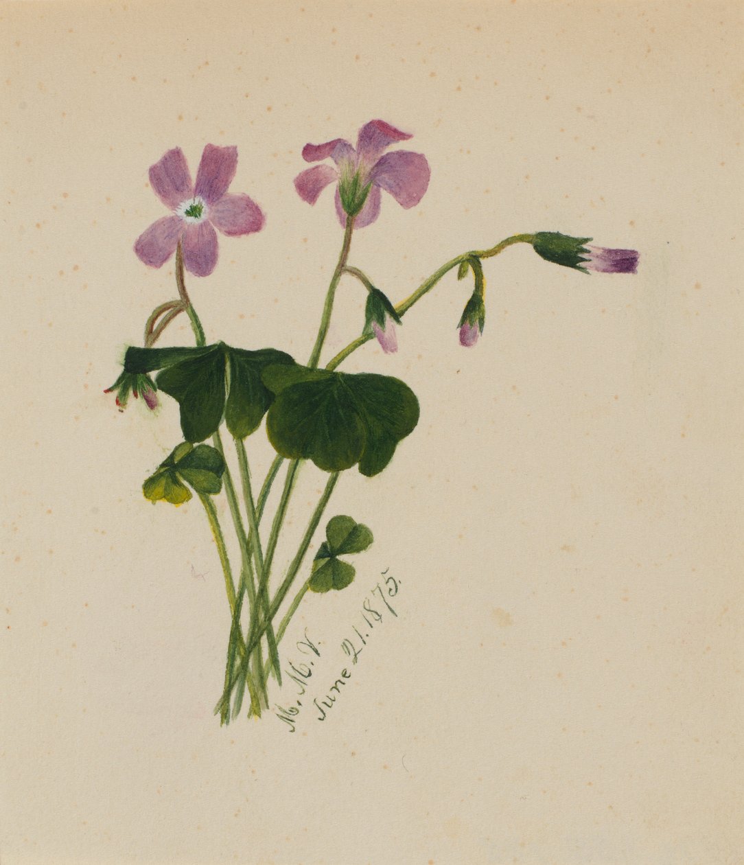 (Sans titre) - Mary Vaux Walcott