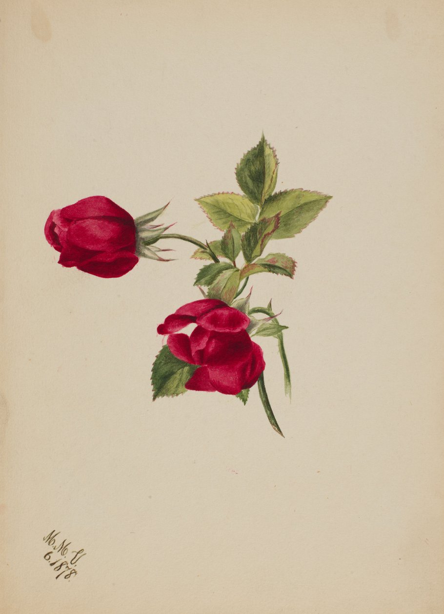 (Sans titre--Rose) - Mary Vaux Walcott