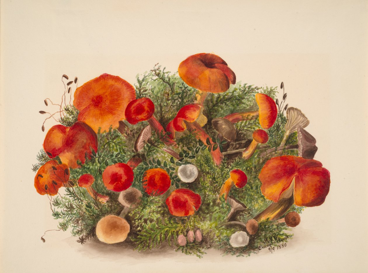 (Sans titre - Étude des champignons) - Mary Vaux Walcott