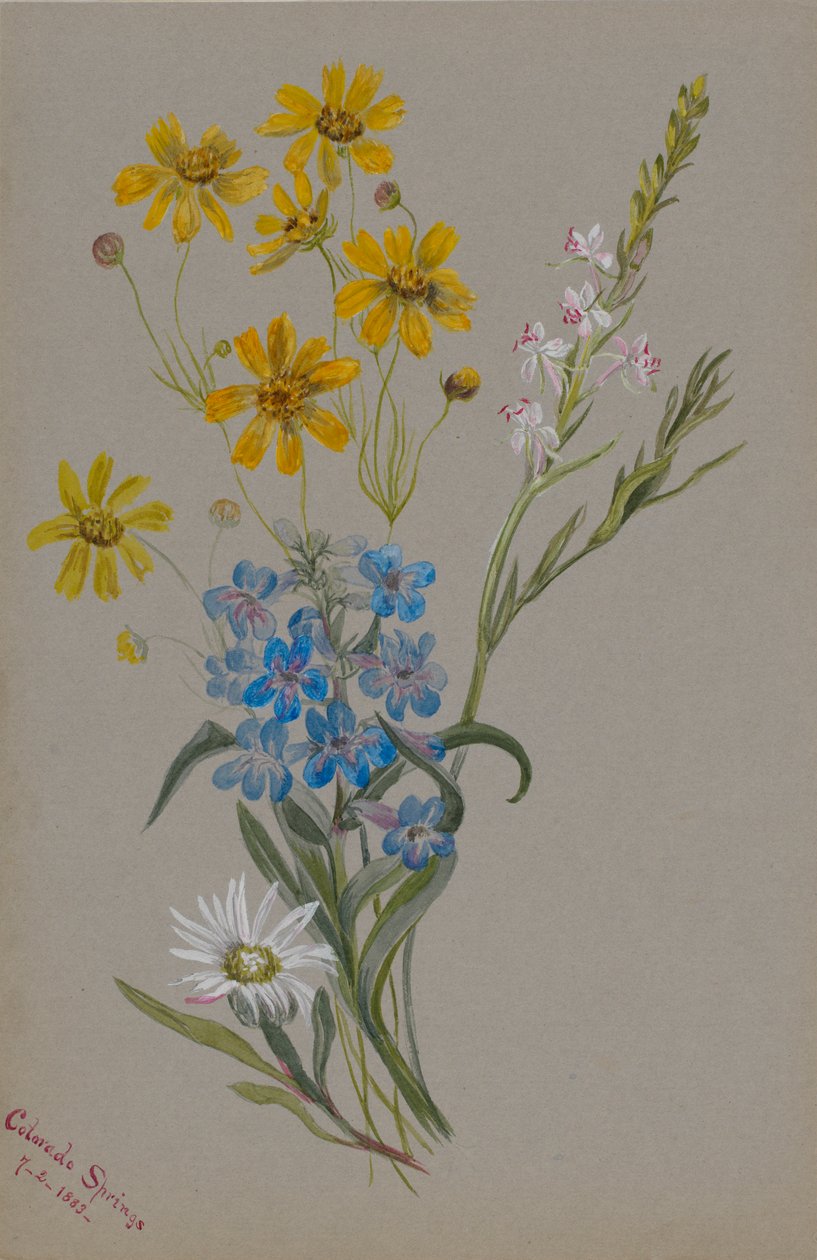 (Sans titre, groupe de fleurs) - Mary Vaux Walcott