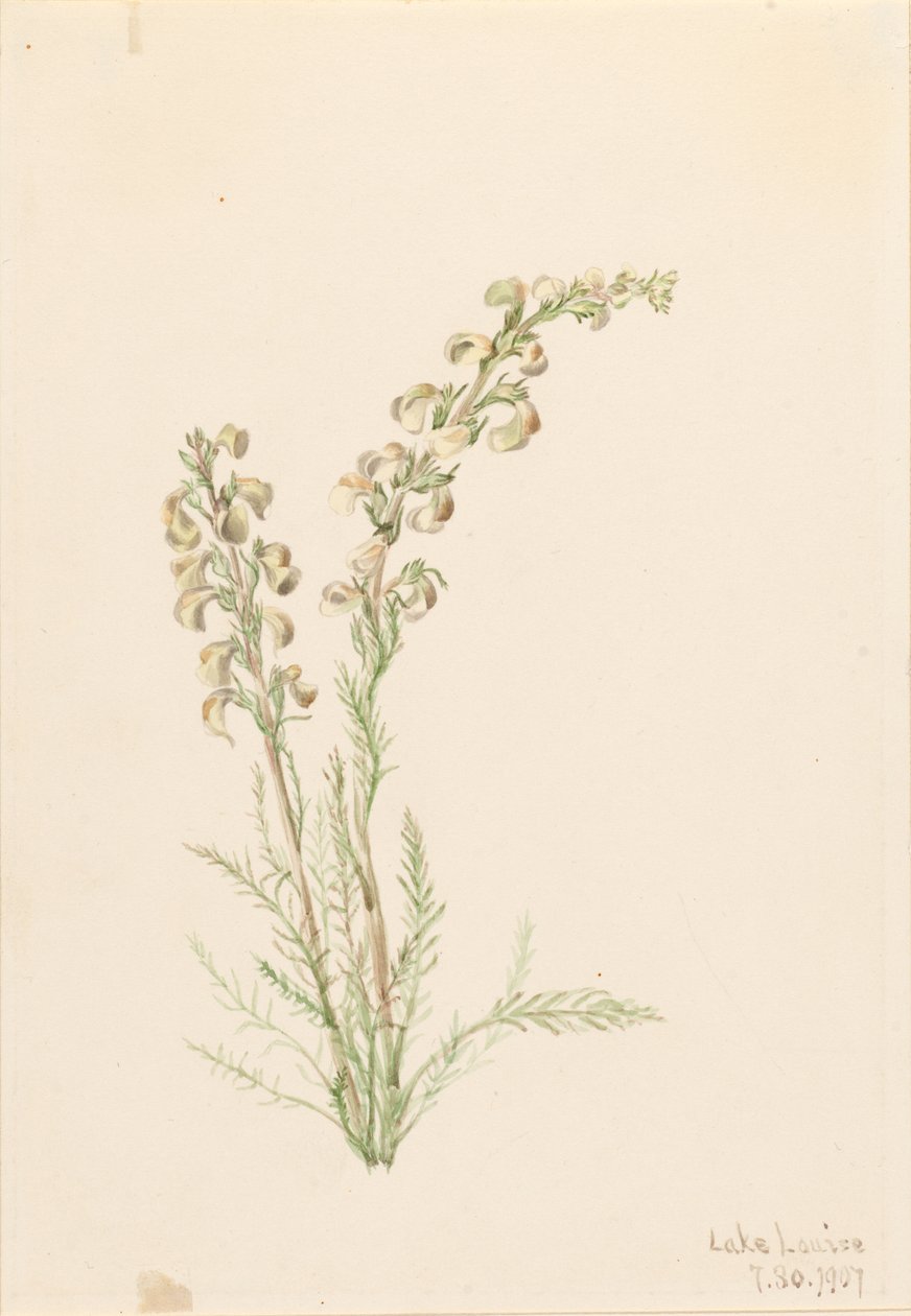 Fougère alpine (Pedicularis contorta) - Mary Vaux Walcott