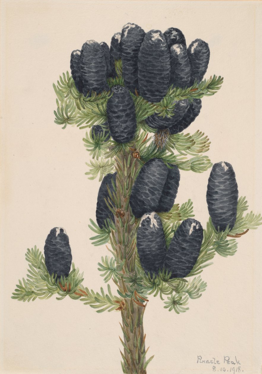 Sapin des Alpes Abies lasiocarpa, 1918 - Mary Vaux Walcott