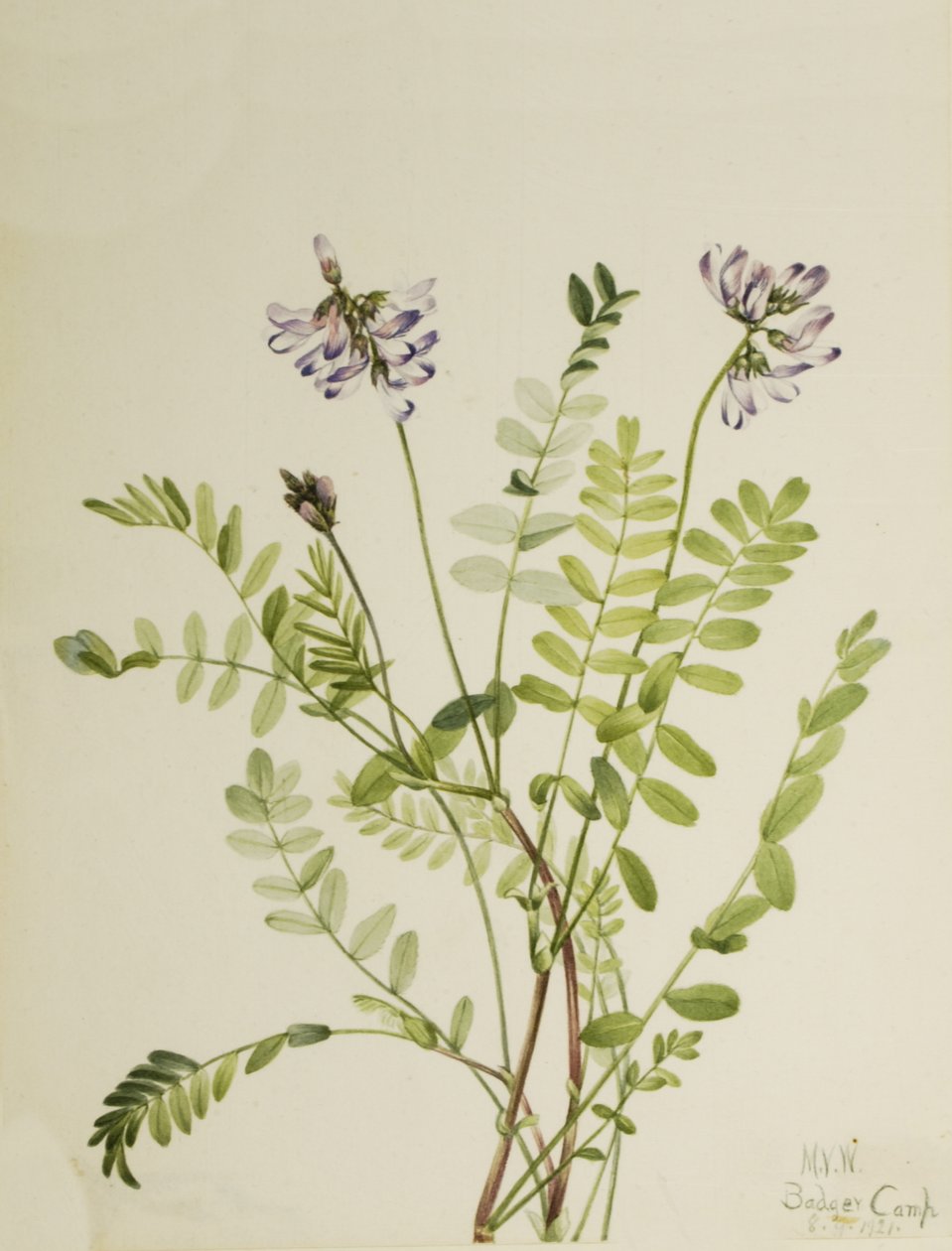 Astragale des Alpes Astragalus alpinus, 1921 - Mary Vaux Walcott
