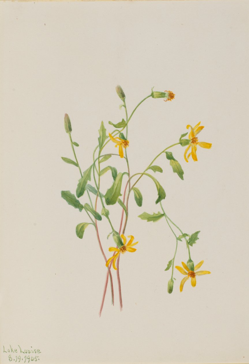 Séneçon des Alpes (espèce Senecio) - Mary Vaux Walcott