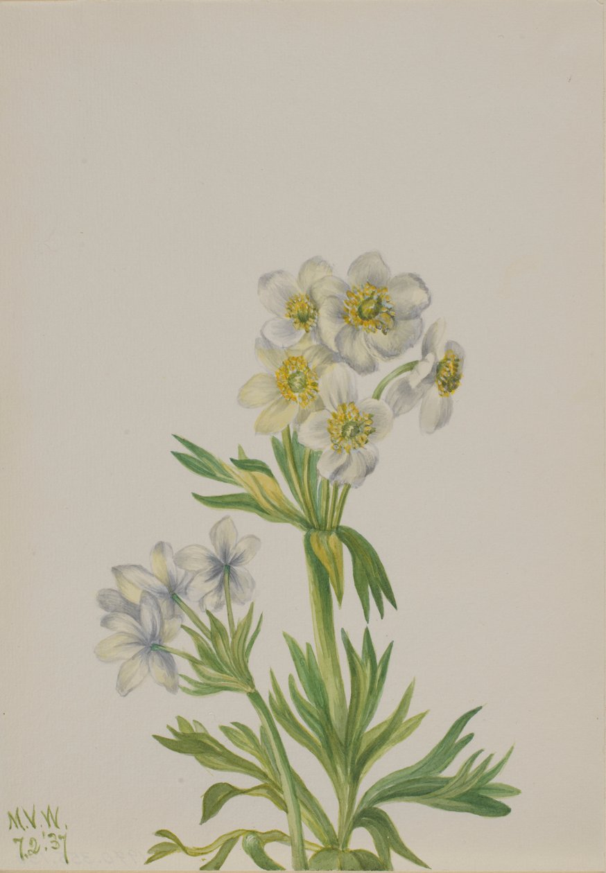 Anémone (Anemone zephyra) - Mary Vaux Walcott