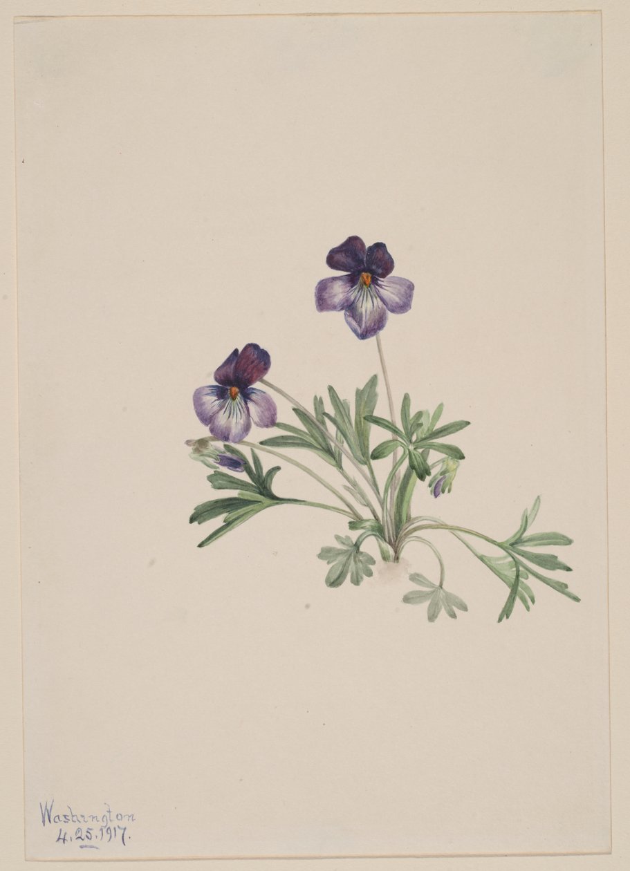 Violette à pied d