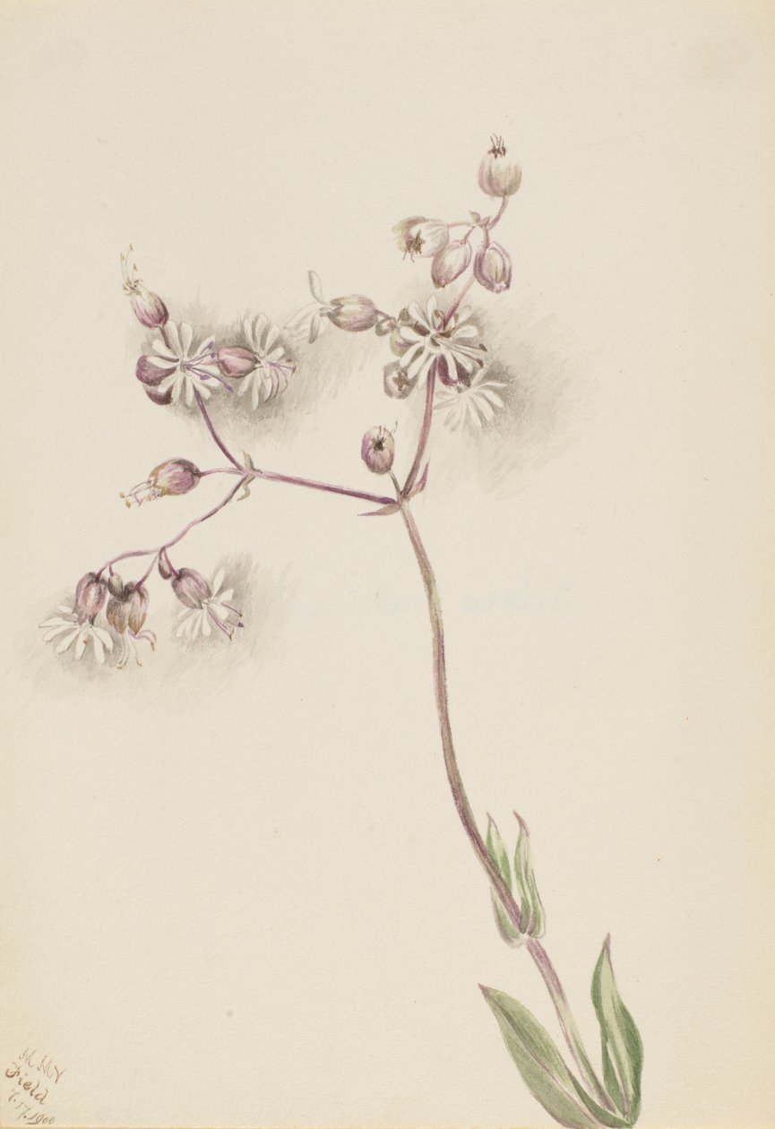 Campion vésiculeux (Silene latifolia) - Mary Vaux Walcott