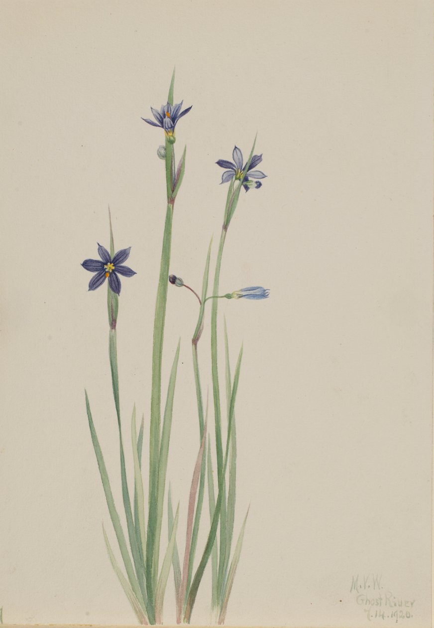 Sisyrinchium angustifolium (Sisyrinchium angustifolium) - Mary Vaux Walcott