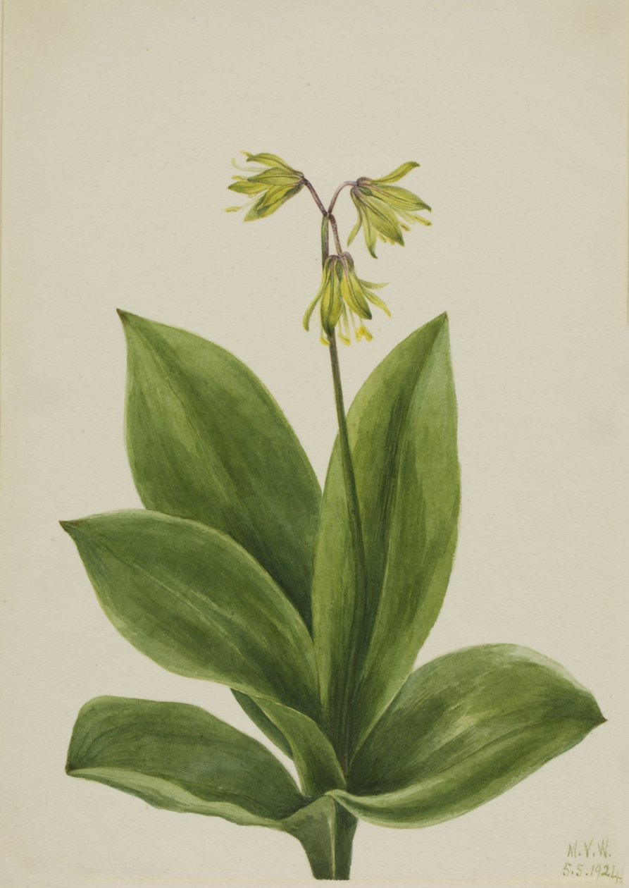 Perle bleue (Clintonia borealis) - Mary Vaux Walcott
