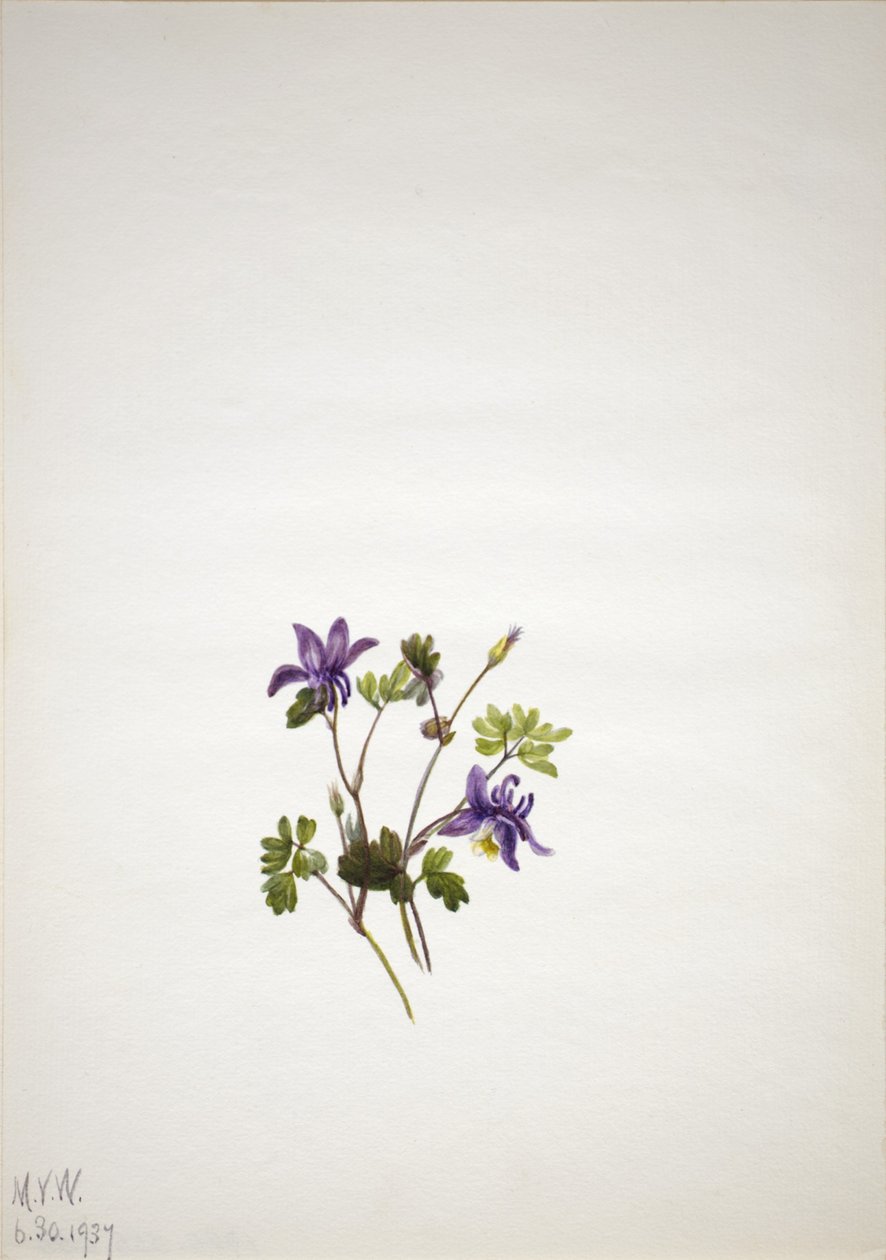 Ancolie bleue (Aquilegia saximontana) - Mary Vaux Walcott
