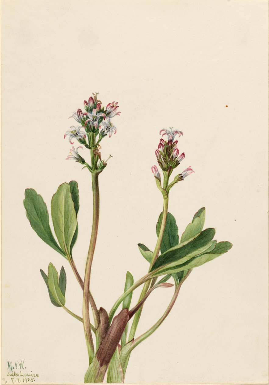 Fève des marais (Menyanthes trifoliata) - Mary Vaux Walcott