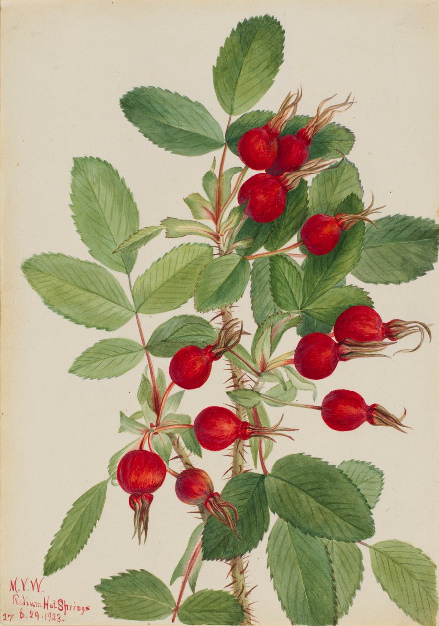 Bourgeau Rose (Rosa bourgeauiana) - Mary Vaux Walcott