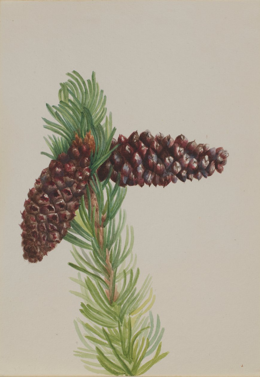 Pin à cônes (Pinus aristata) - Mary Vaux Walcott