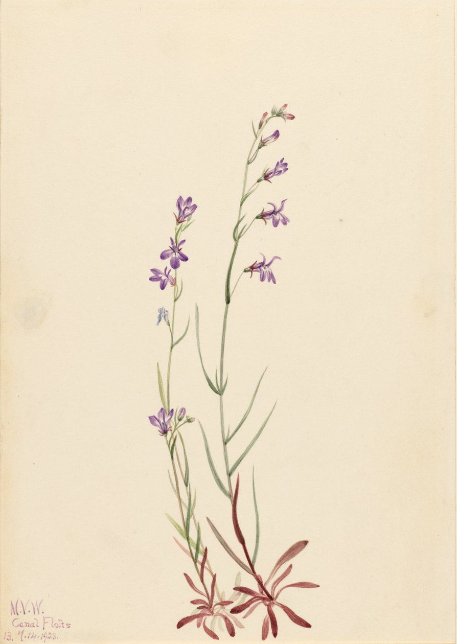 Lobélie des ruisseaux (Lobelia kalmii) - Mary Vaux Walcott