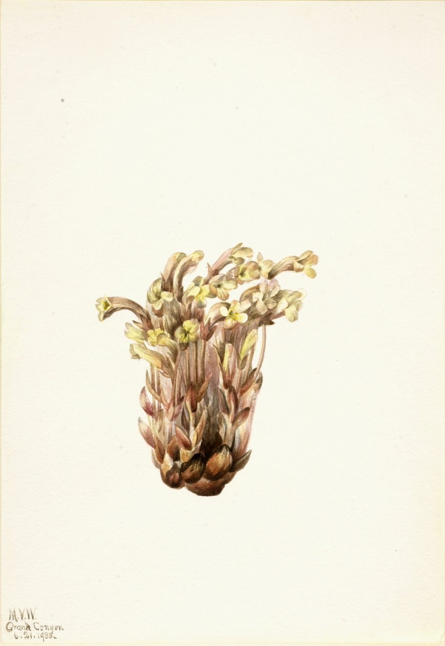 Orobanche fasciculée (Orobanche fasciculata) - Mary Vaux Walcott