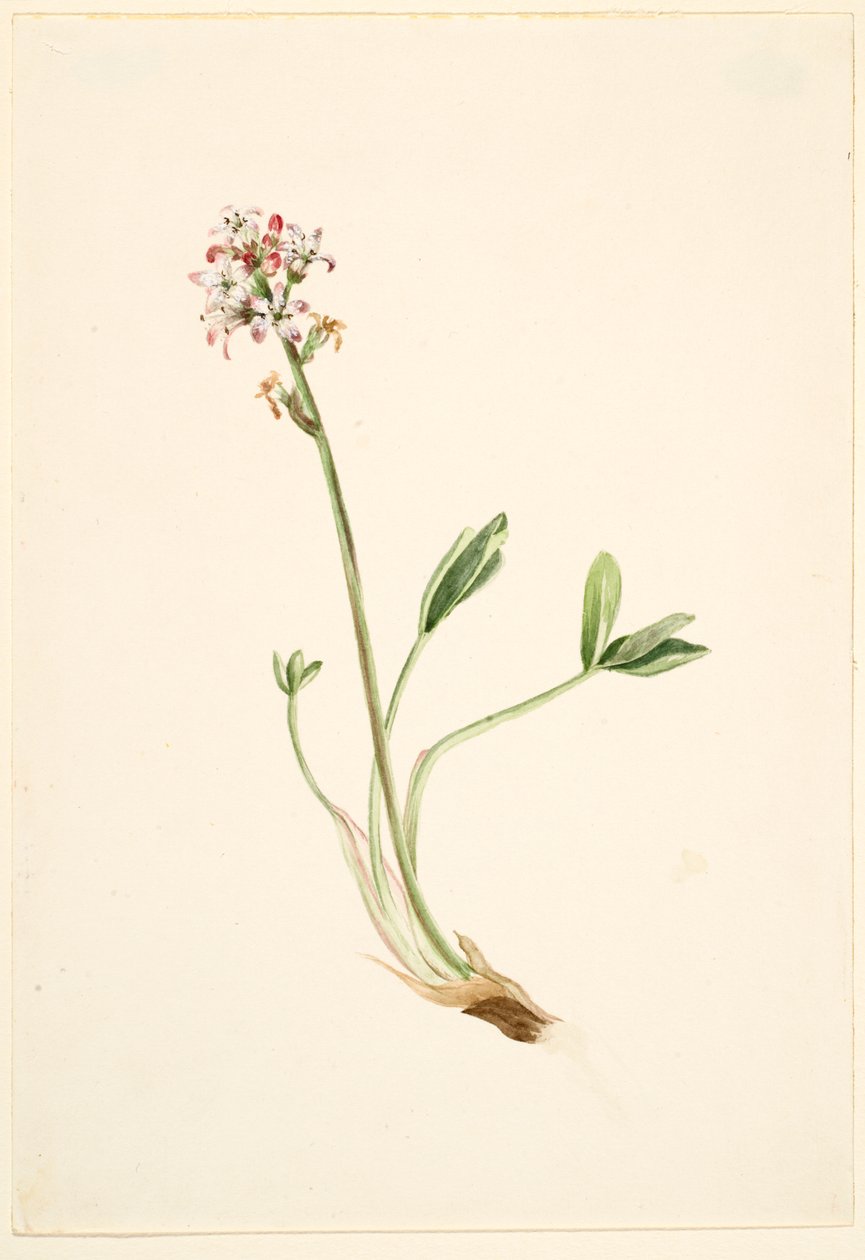 Haricot (Menyanthes trifoliata) - Mary Vaux Walcott