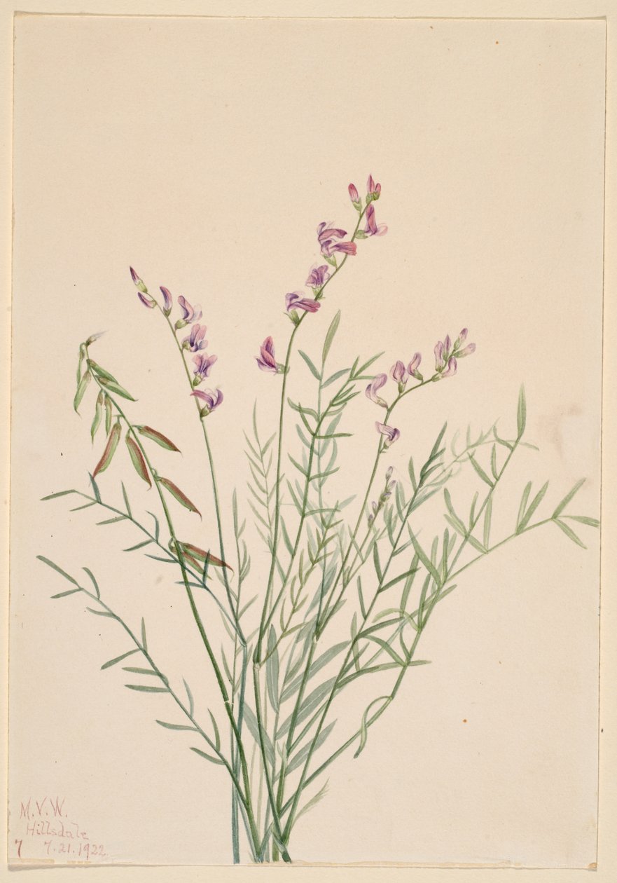 Astragale de Burgess (Astragalus bourgovii) - Mary Vaux Walcott
