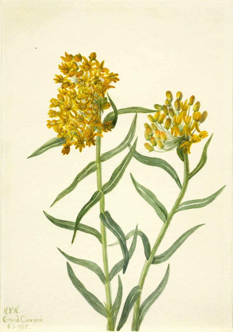 Herbe à papillon (Ascelpias tuberosa) - Mary Vaux Walcott