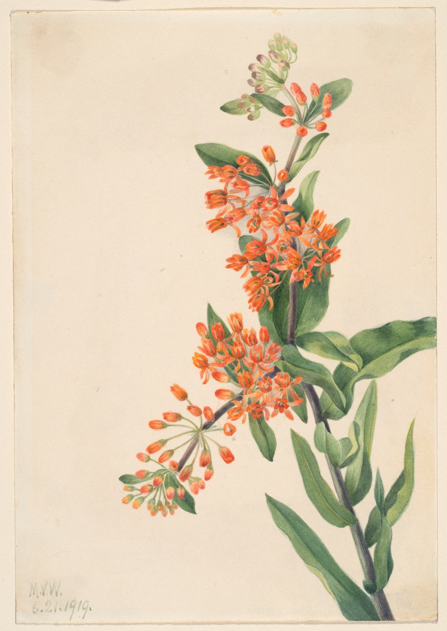 Herbe à papillon (Ascelpias tuberosa) - Mary Vaux Walcott