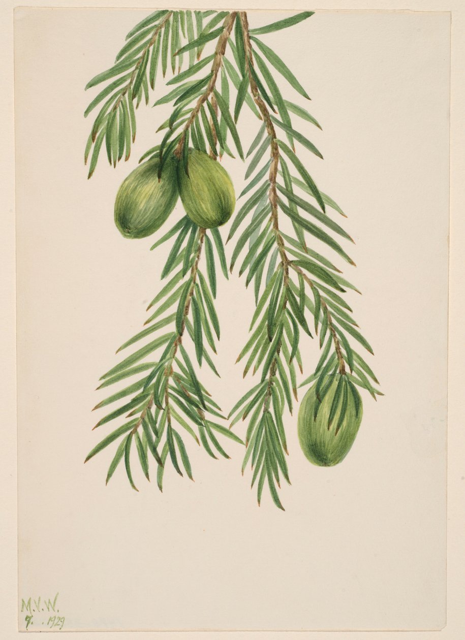 Muscade de Californie (Tumion californicum) - Mary Vaux Walcott