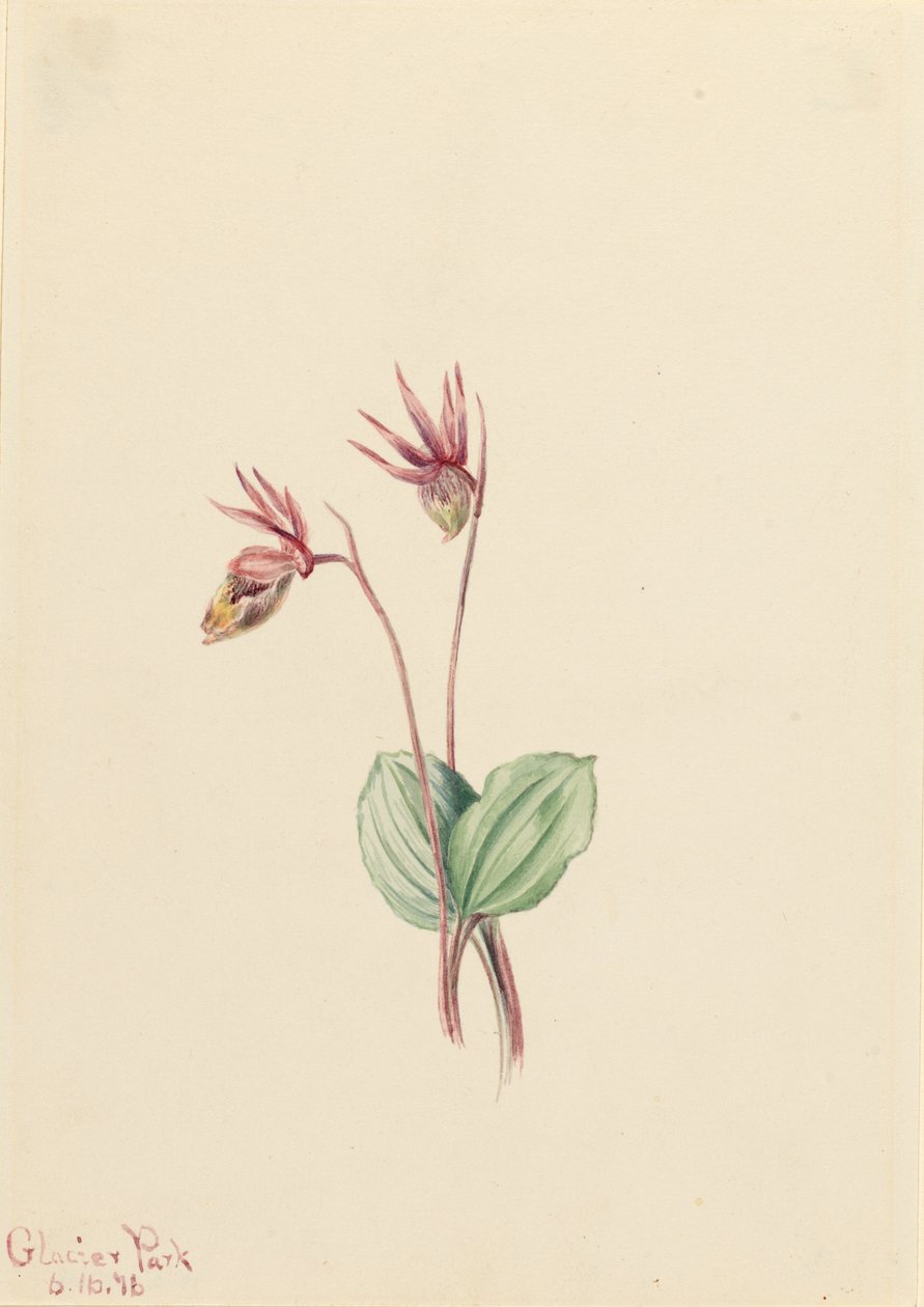 Calypso (Cytherea bulbosa) - Mary Vaux Walcott